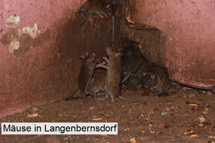 Mäuse in Langenbernsdorf